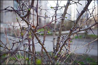 27 апрель 2017 г., Барнаул   Лето в конце апреля. Фоторепортаж с улиц Барнаула