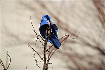 27 апрель 2017 г., Барнаул   Лето в конце апреля. Фоторепортаж с улиц Барнаула