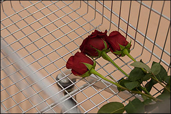 17 ноябрь 2016 г., Барнаул © Амител Вячеслав Мельников Как открывали "Ашан" в ТЦ "Галактика"