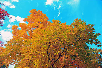 20 сентября 2017 г, Барнаул. Екатерина Смолихина   Буйство красок осеннего Барнаула