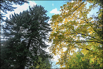 20 сентября 2017 г, Барнаул. Екатерина Смолихина   Буйство красок осеннего Барнаула