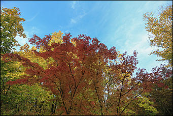20 сентября 2017 г, Барнаул. Екатерина Смолихина   Буйство красок осеннего Барнаула