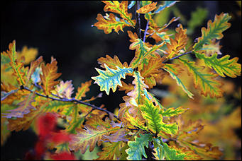 20 сентября 2017 г, Барнаул. Екатерина Смолихина   Буйство красок осеннего Барнаула