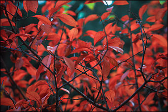 20 сентября 2017 г, Барнаул. Екатерина Смолихина   Буйство красок осеннего Барнаула