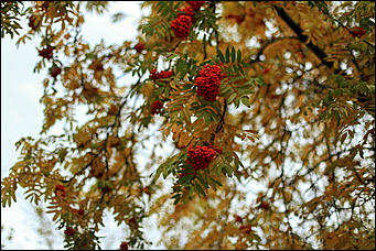 20 сентября 2017 г, Барнаул. Екатерина Смолихина   Буйство красок осеннего Барнаула
