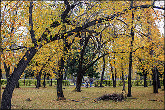 20 сентября 2017 г, Барнаул. Екатерина Смолихина   Буйство красок осеннего Барнаула