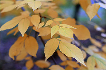 20 сентября 2017 г, Барнаул. Екатерина Смолихина   Буйство красок осеннего Барнаула