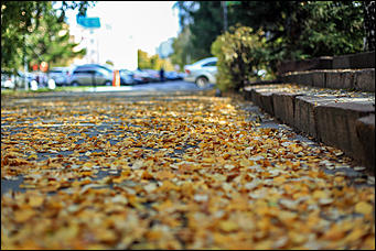 20 сентября 2017 г, Барнаул. Екатерина Смолихина   Буйство красок осеннего Барнаула