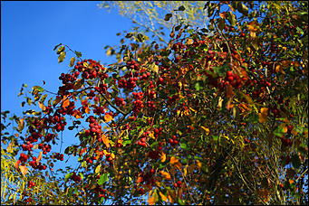 2 октября 2018 г., Барнаул. Екатерина Смолихина   Город "в огне": фотографии Барнаула в осеннем закате
