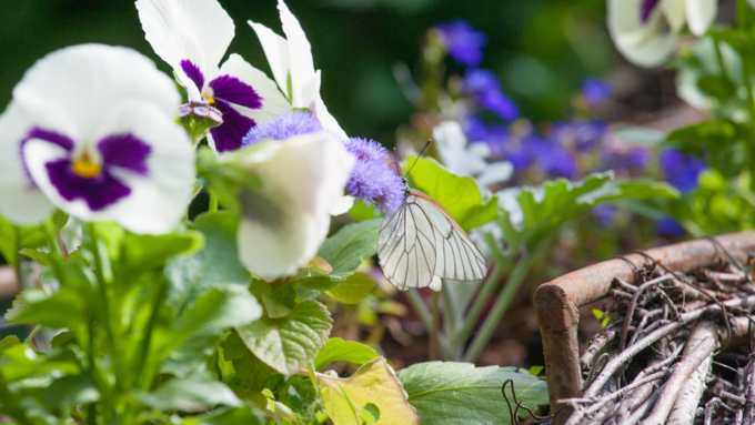 10 июнь 2016 г., Барнаул &copy; Амител Вячеслав Мельников   Бабочки в Барнауле: хрупкая красота на фотографиях 