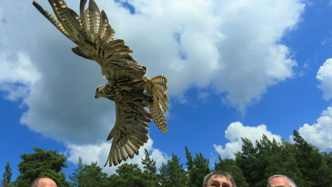 3 августа 2017 г., Алтайский край. Смолихина Екатерина    Конфискованных соколов-балобанов выпустили на свободу в Алтайском крае