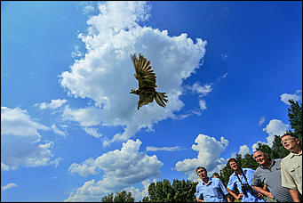3 августа 2017 г., Алтайский край. Смолихина Екатерина Конфискованных соколов-балобанов выпустили на свободу в Алтайском крае