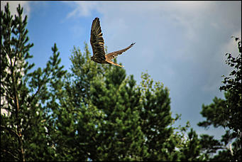 3 августа 2017 г., Алтайский край. Смолихина Екатерина Конфискованных соколов-балобанов выпустили на свободу в Алтайском крае