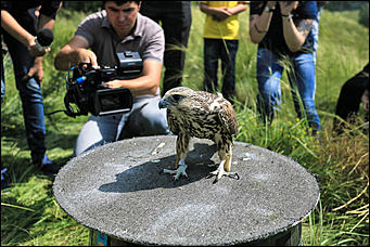 3 августа 2017 г., Алтайский край. Смолихина Екатерина Конфискованных соколов-балобанов выпустили на свободу в Алтайском крае