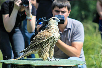 3 августа 2017 г., Алтайский край. Смолихина Екатерина Конфискованных соколов-балобанов выпустили на свободу в Алтайском крае