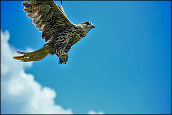 3 августа 2017 г., Алтайский край. Смолихина Екатерина Конфискованных соколов-балобанов выпустили на свободу в Алтайском крае