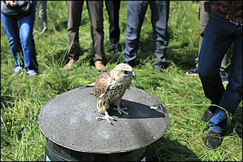 3 августа 2017 г., Алтайский край. Смолихина Екатерина Конфискованных соколов-балобанов выпустили на свободу в Алтайском крае