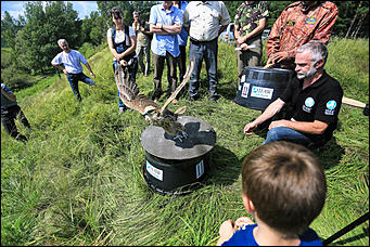 3 августа 2017 г., Алтайский край. Смолихина Екатерина Конфискованных соколов-балобанов выпустили на свободу в Алтайском крае