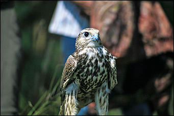 3 августа 2017 г., Алтайский край. Смолихина Екатерина Конфискованных соколов-балобанов выпустили на свободу в Алтайском крае