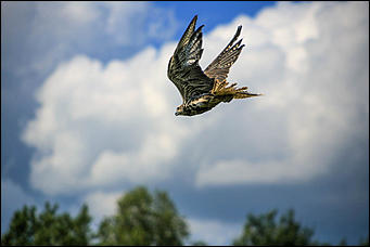 3 августа 2017 г., Алтайский край. Смолихина Екатерина Конфискованных соколов-балобанов выпустили на свободу в Алтайском крае