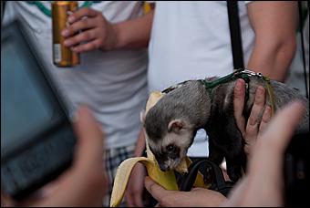 7 июня 2011 г., Барнаул   Банановый вечер в Барнауле