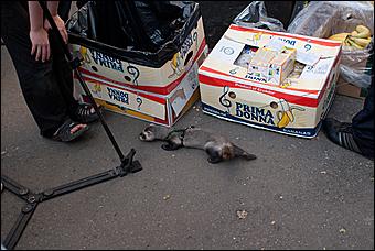 7 июня 2011 г., Барнаул   Банановый вечер в Барнауле