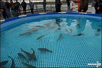 15-16 сентября 2012 г., Барнаул   Празднования на речном Вокзале