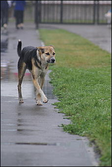 11 августа 2007 г., Белокуриха   День рождения Белокурихи

(фото Кристины Красниковой)