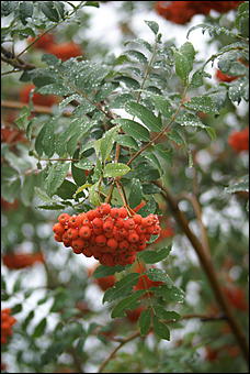 11 августа 2007 г., Белокуриха   День рождения Белокурихи

(фото Кристины Красниковой)