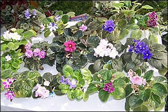 30 августа 2008 г., Барнаул   Цветы Барнаулу в день рождения!