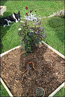 30 августа 2008 г., Барнаул   Цветы Барнаулу в день рождения!