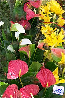 30 августа 2008 г., Барнаул   Цветы Барнаулу в день рождения!