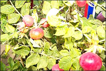 30 августа 2008 г., Барнаул   Цветы Барнаулу в день рождения!