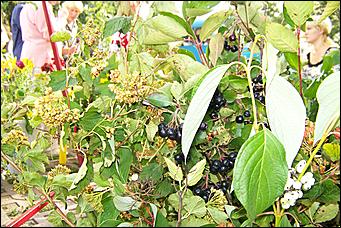 30 августа 2008 г., Барнаул   Цветы Барнаулу в день рождения!