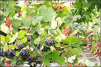 30 августа 2008 г., Барнаул   Цветы Барнаулу в день рождения!