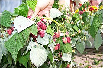 30 августа 2008 г., Барнаул   Цветы Барнаулу в день рождения!