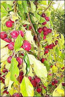 30 августа 2008 г., Барнаул   Цветы Барнаулу в день рождения!