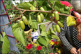 30 августа 2008 г., Барнаул   Цветы Барнаулу в день рождения!