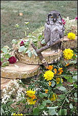 4 сентября 2010 г., Барнаул   Барнаулу 280: "Город мастеров" и выставка цветов