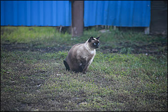 11 октября 2017 г., Барнаул. Екатерина Смолихина   Посёлок с двумя именами: фотопрогулка по бывшему барнаульскому пляжу