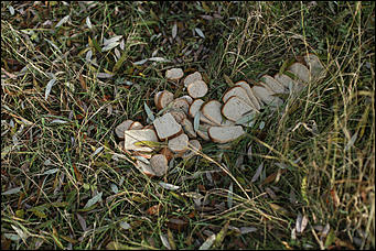 11 октября 2017 г., Барнаул. Екатерина Смолихина   Посёлок с двумя именами: фотопрогулка по бывшему барнаульскому пляжу