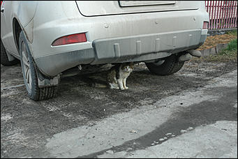 11 октября 2017 г., Барнаул. Екатерина Смолихина   Посёлок с двумя именами: фотопрогулка по бывшему барнаульскому пляжу