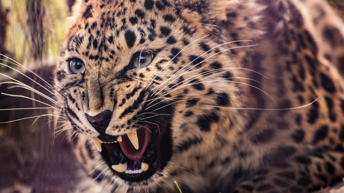 26 сентябрь 2016 г., Барнаул &copy; Амител Вячеслав Мельников   Грация и величие: "кошки" барнаульского зоопарка