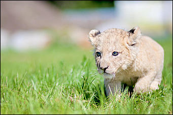26 сентябрь 2016 г., Барнаул © Амител Вячеслав Мельников   Грация и величие: "кошки" барнаульского зоопарка