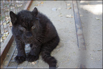 26 сентябрь 2016 г., Барнаул © Амител Вячеслав Мельников   Грация и величие: "кошки" барнаульского зоопарка