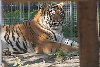 26 сентябрь 2016 г., Барнаул © Амител Вячеслав Мельников   Грация и величие: "кошки" барнаульского зоопарка