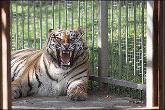 26 сентябрь 2016 г., Барнаул © Амител Вячеслав Мельников   Грация и величие: "кошки" барнаульского зоопарка