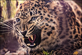 26 сентябрь 2016 г., Барнаул © Амител Вячеслав Мельников   Грация и величие: "кошки" барнаульского зоопарка