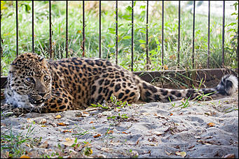 26 сентябрь 2016 г., Барнаул © Амител Вячеслав Мельников   Грация и величие: "кошки" барнаульского зоопарка