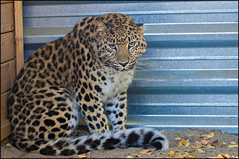 26 сентябрь 2016 г., Барнаул © Амител Вячеслав Мельников   Грация и величие: "кошки" барнаульского зоопарка